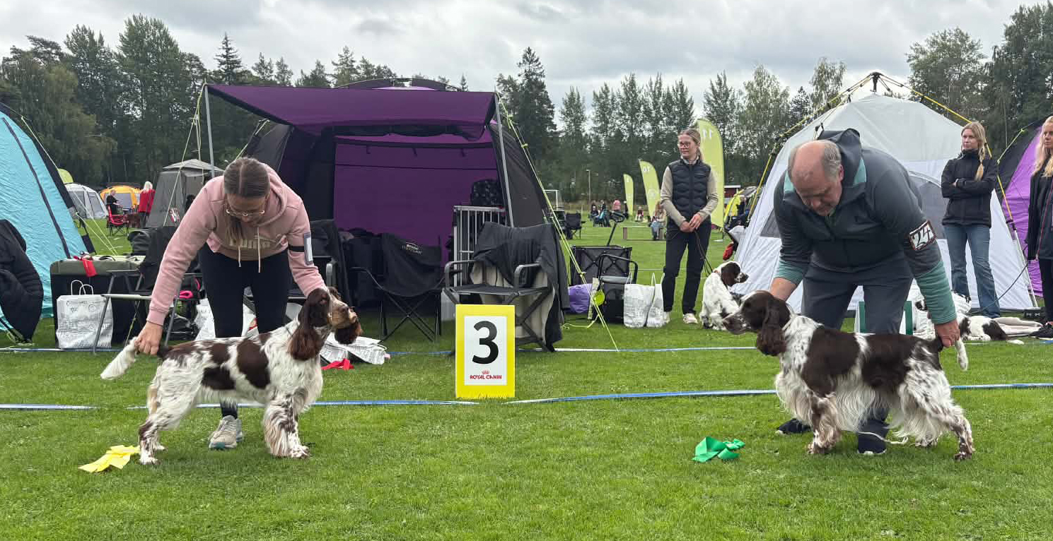 Bästa tik, 3:a och 4:a