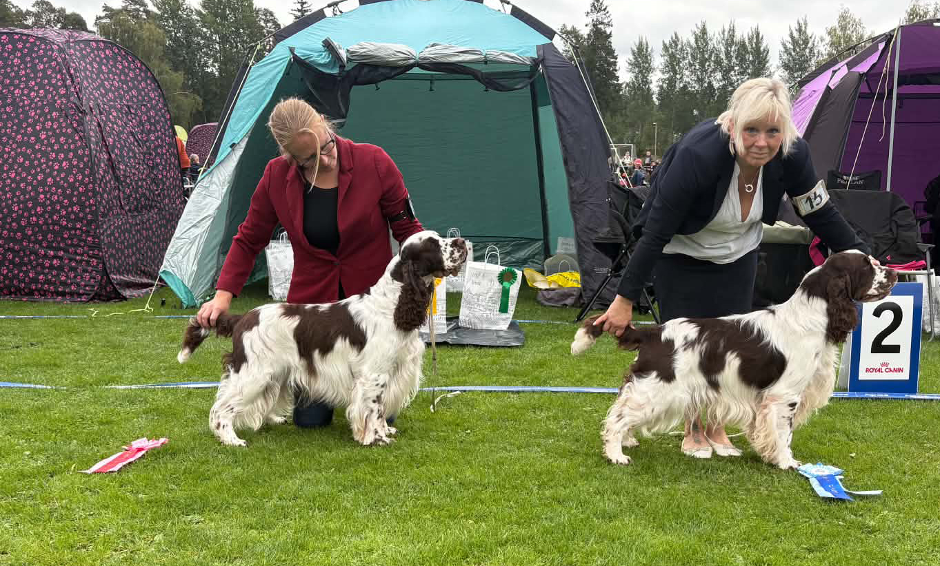 Bästa hane, 1:a och 2:a